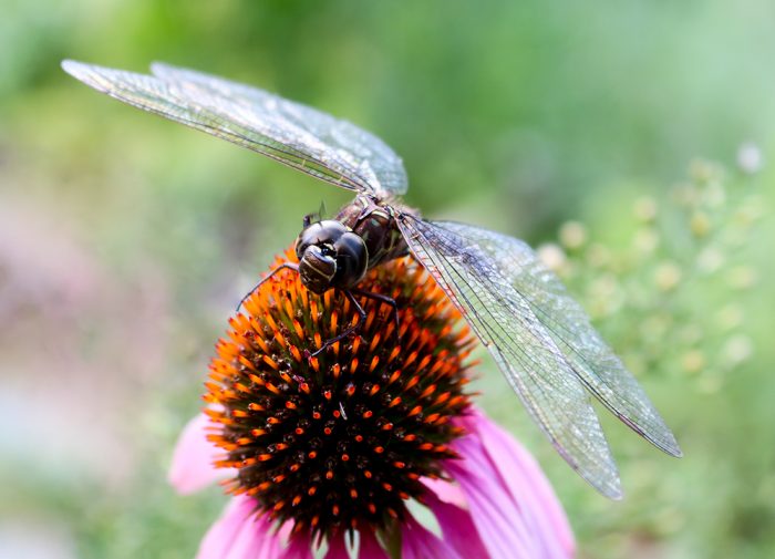 A Dragonfly Holding Onto A Purple Coneflower Head During The Summer In Maine