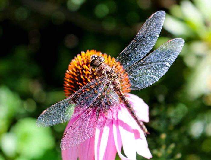 A Full Body Shot Of A Dragonfly Holding Onto A Purple Coneflower In Maine