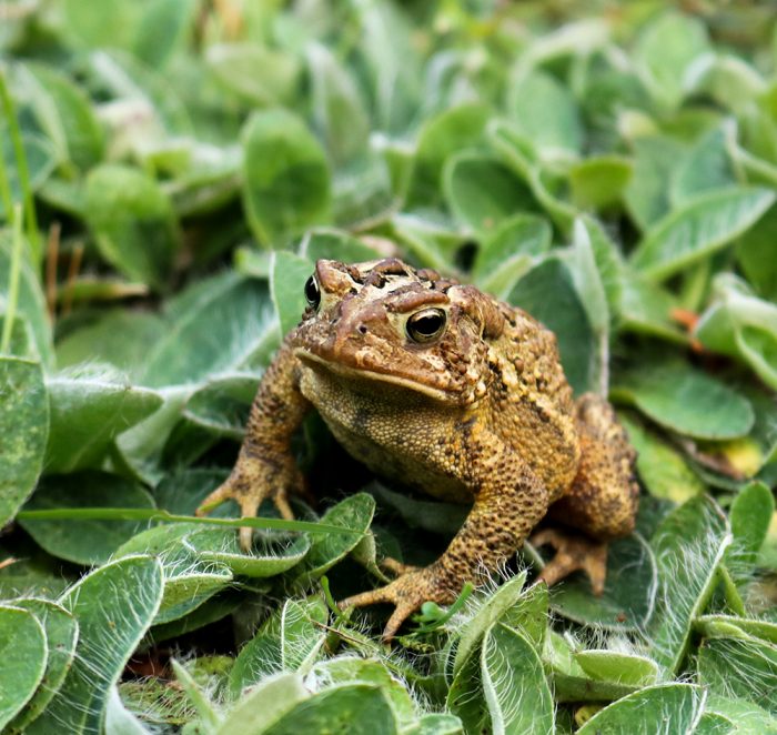 An American Toad In The Grass During The Summer