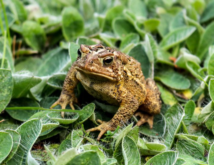 An American Toad Is An Amphibian