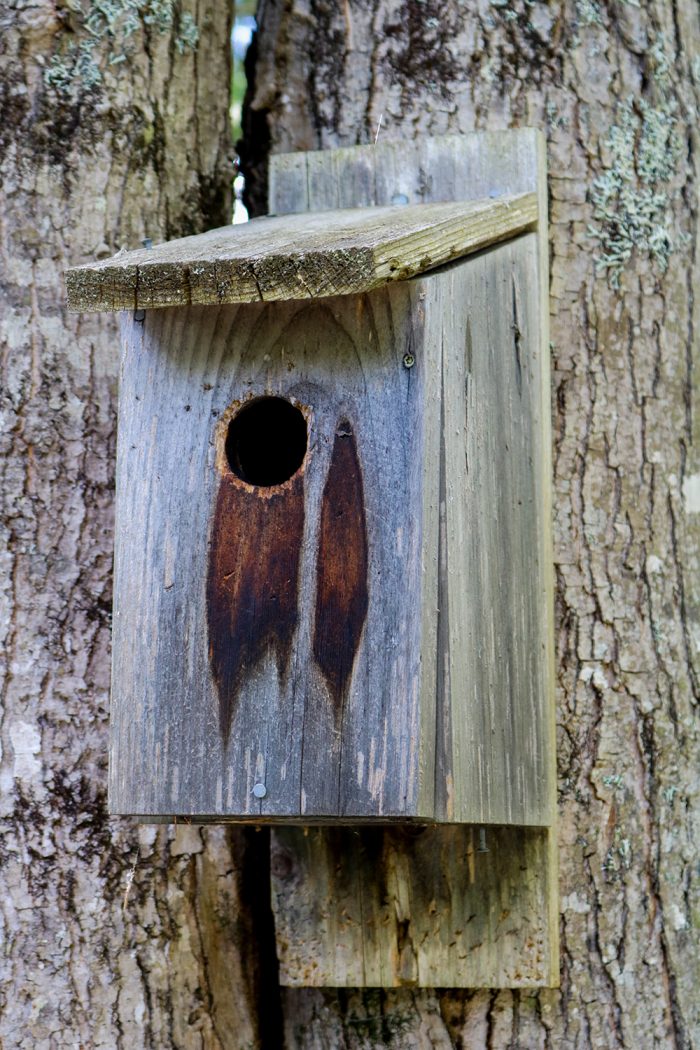 A Bluebird Box On The Narrow Gauge Trail In Maine