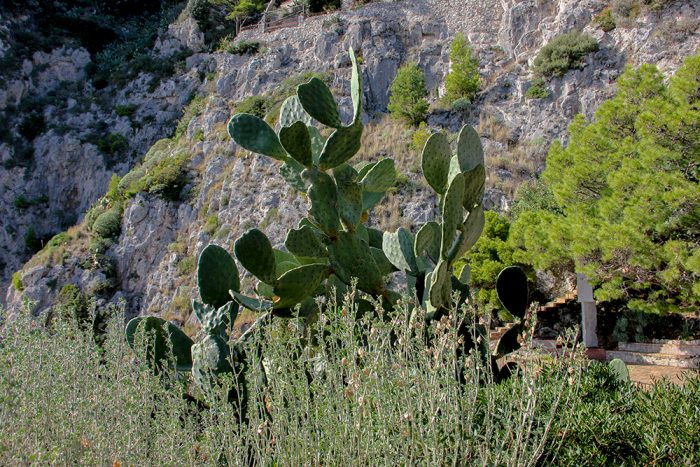 A Cactus On The South Side Of The Island Of Capri Italy
