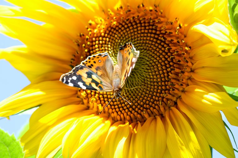 A Painted Lady Butterfly Visiting a Mammoth Sunflower in the Garden