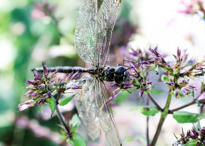 A Dragonfly Sitting On Blooming Pink Phlox Flowers