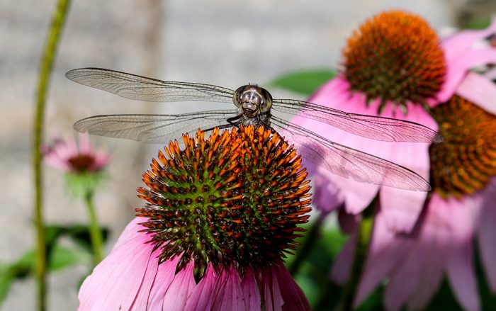A Head On Shot Of A Dragonfly Sitting On A Purple Coneflower In New England