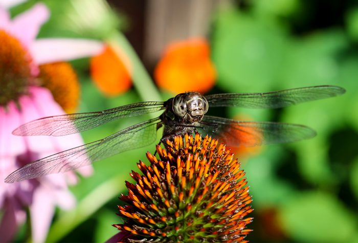 A Head On Shot Of A Dragonfly Sitting On A Purple Coneflower