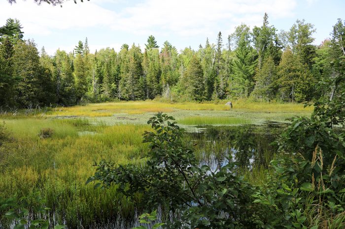 Pond On The Narrow Gauge Trail During The Summer