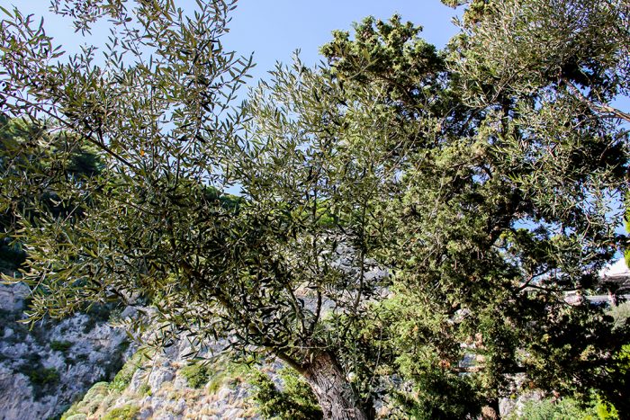 An Olive Tree On The South Side Of Capri Island Italy