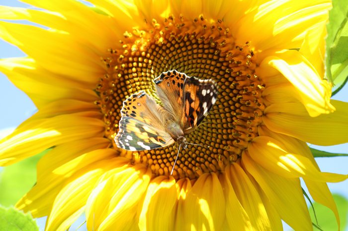 A Painted Lady Butterfly Visiting A Mammoth Sunflower Girasol Mammoth During The Early Fall In Maine