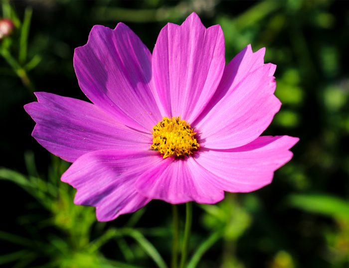Ferry Morse Wildflower Perennial Mix A Pink Wild Cosmos Flower Growing In the Garden In August
