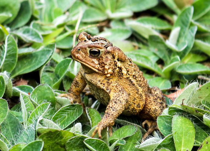 A Side View Of An American Toad During The Summer