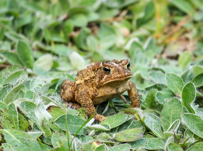An American Toad During The Afternoon On A Late Summer Day