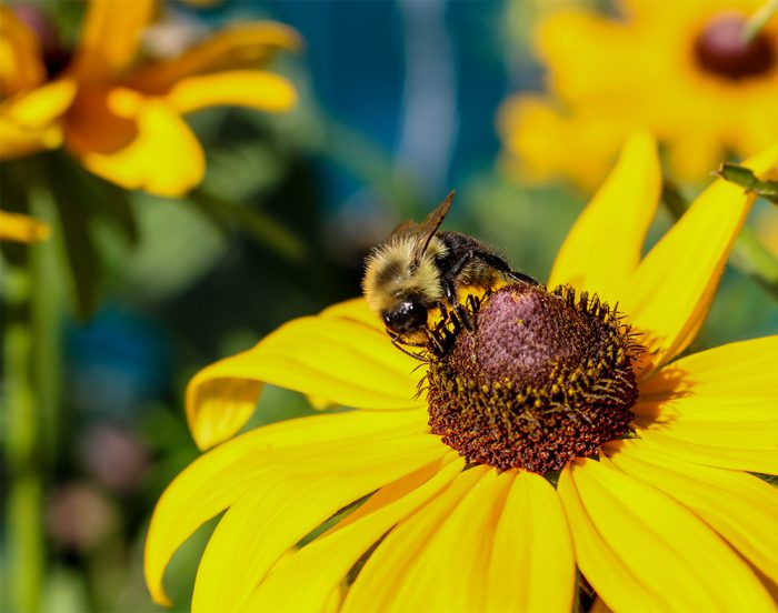 A Bumblebee And A Black Eyed Susan In New England