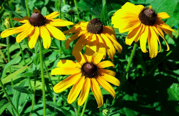 A Bunch Of Black Eyed Susans Growing In The Garden During The Autumn