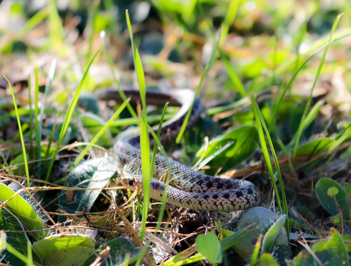 A Young Garter Snake Hiding In The Grass