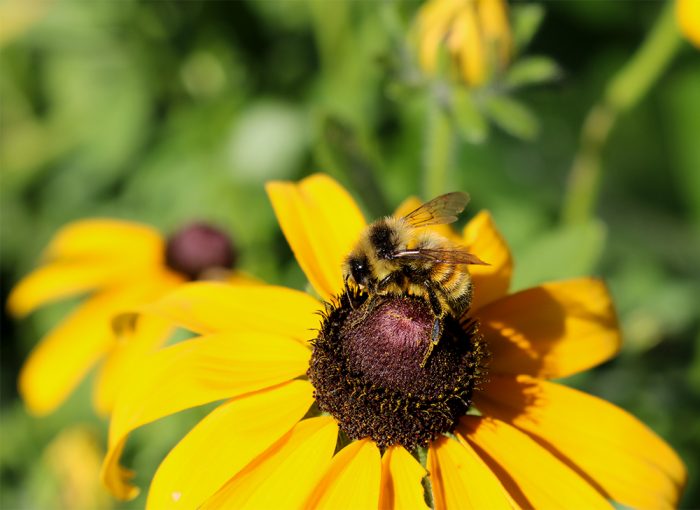 A Pollen Covered Bumblebee And A Black Eyed Susan In New England