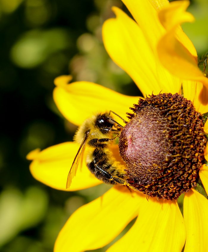 A Side View Of A Bumblebee Visiting A Black Eyed Susan In Maine