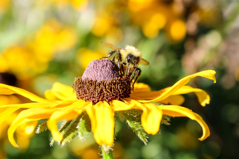 Bumblebees Visiting Autumn BlackEyed Susan Flowering Plants