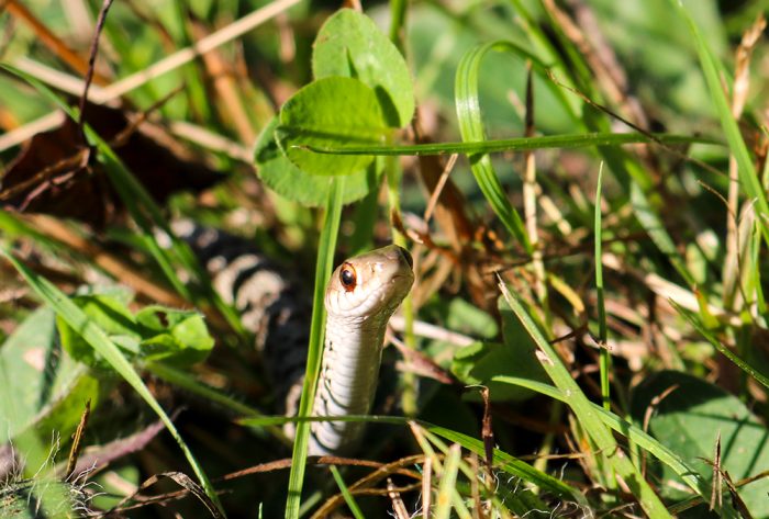 A Young Garter Snake In Western Maine In The Grass On A Warm Autumn Day