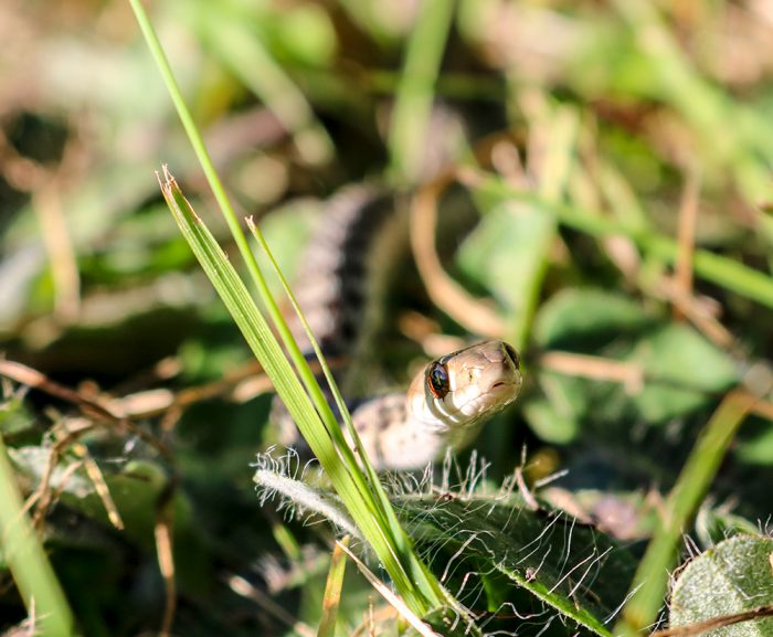 A Young Garter Snake On A Warm And Sunny Day