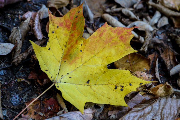 An Autumn Sugar Maple Acer Saccharum In Maine