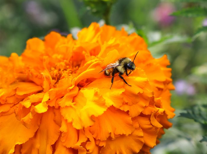 FeedABee.com A Bumblebee Bombus Sitting On An African Marigold Tagetes Erecta