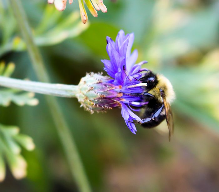 Ferry Morse Wildflower Perennial Mix A Bumblebee Bombus Feeding From A Purple Cornflower Centaurea Cyanus