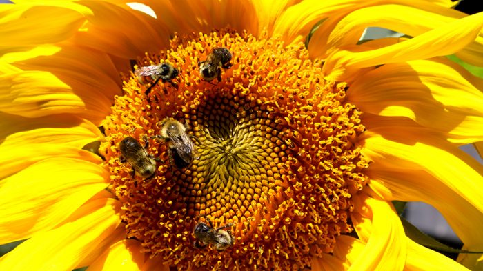 Burpee.com Bublebees Bombus Feeding From A Mammoth Sunflower Helianthus