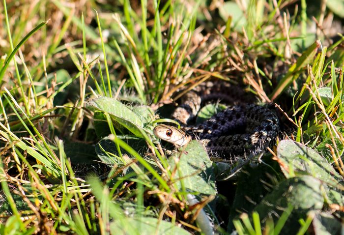 A Young Garter Snake on an Autumn Day in Western Maine