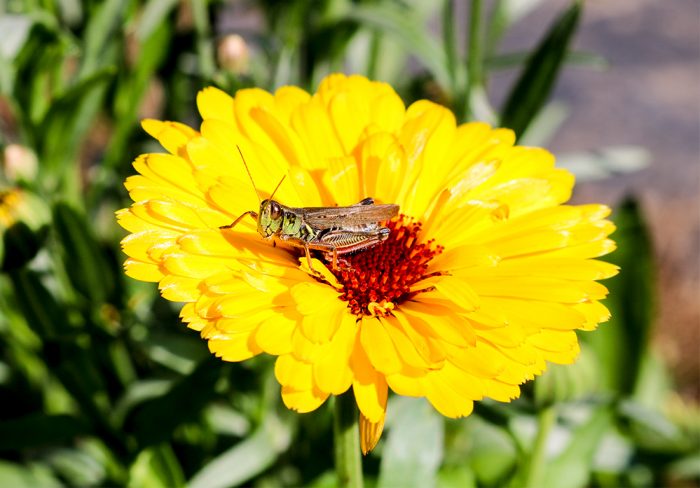 Ferry Morse Wildflower Perennial Mix A Grasshopper Orthoptera Sitting On A Bright Yellow False Sunflower Heliopsis Helianthoides
