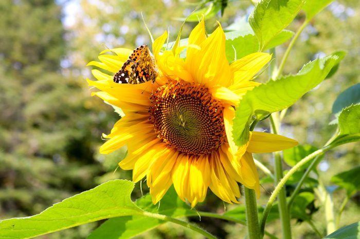 A Painted Lady Butterfly Vanessa Cardui Climbing On A Mammoth Sunflower Helianthus In Maine