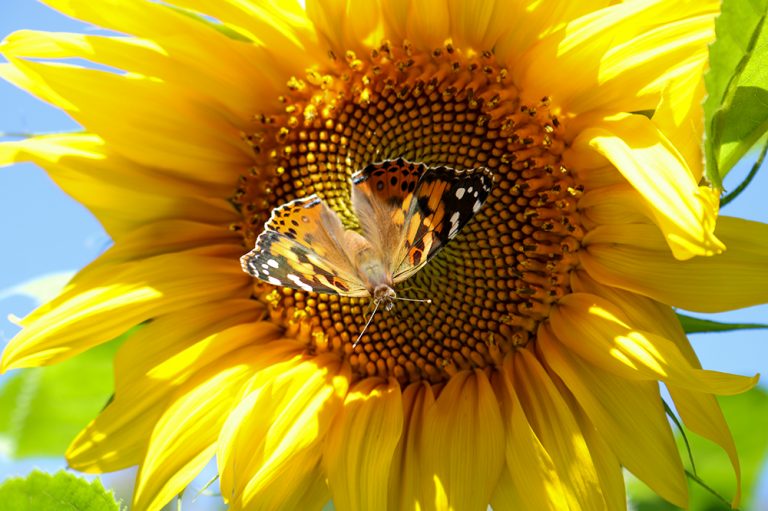 A Painted Lady Butterfly Visiting a Mammoth Sunflower in the Garden