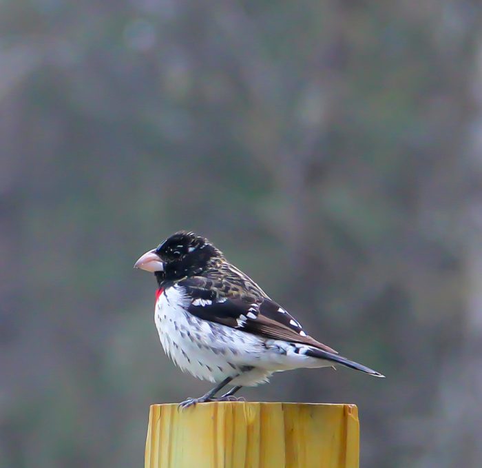 A Young Male Rose Breasted Grosbeak Pheucticus Ludovicianus