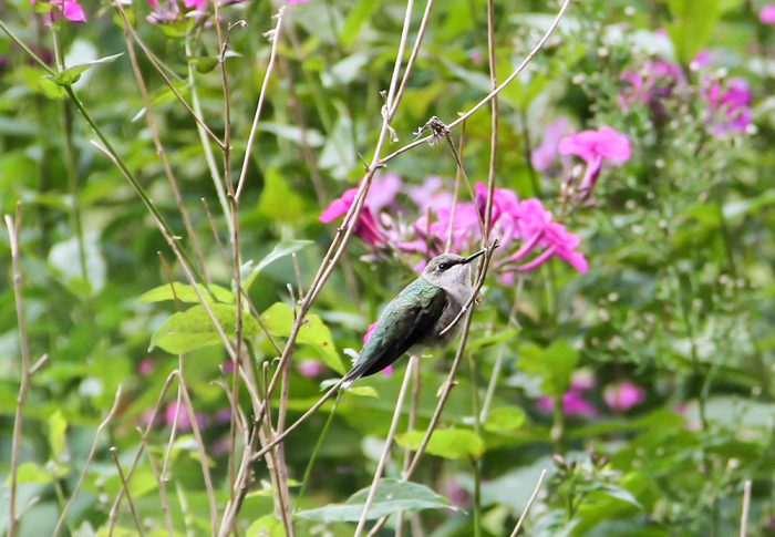 A Female Ruby Throated Hummingbird Archilochus Colubrisn Perched In Phlox Flowers
