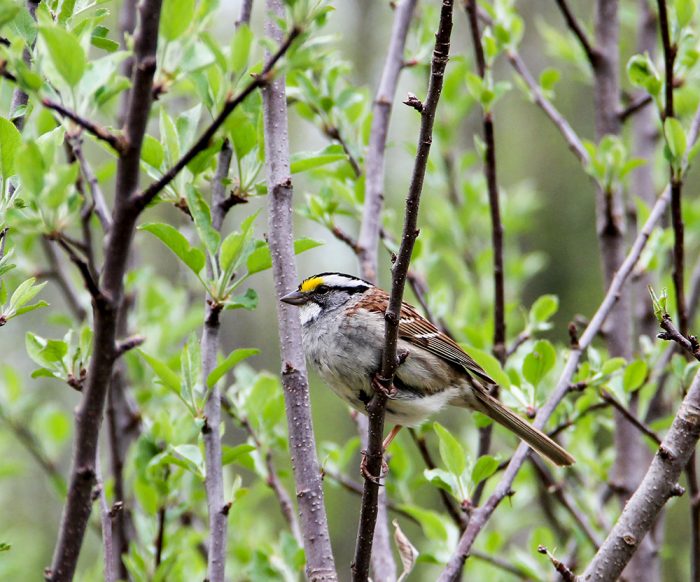 A White Throated Sparrow Zonotrichia Albicollis