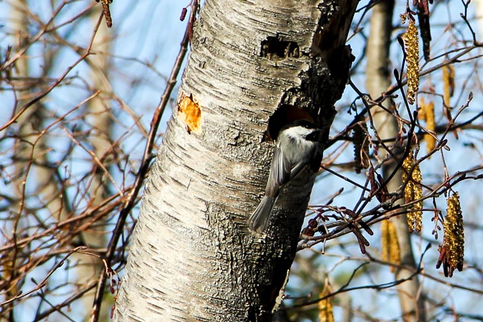 Black Capped Chickadee Poecile Atricapillus On The Trunk Of A Birch Tree