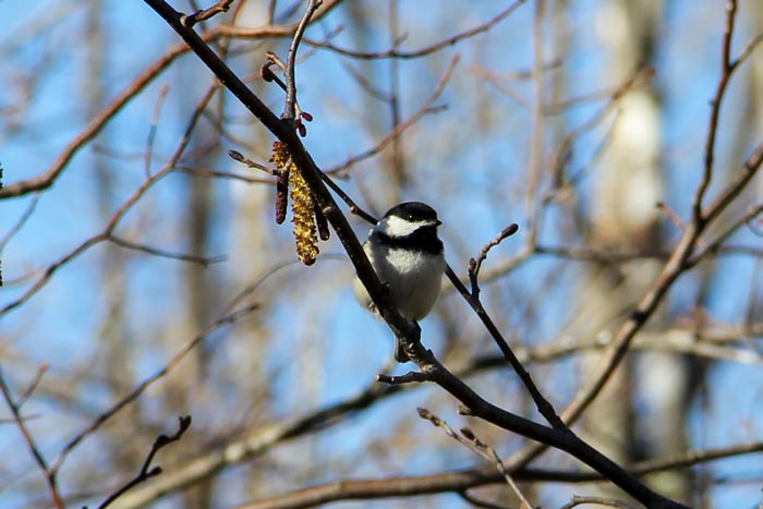 A Black Capped Chickadee Poecile Atricapillus In Maine