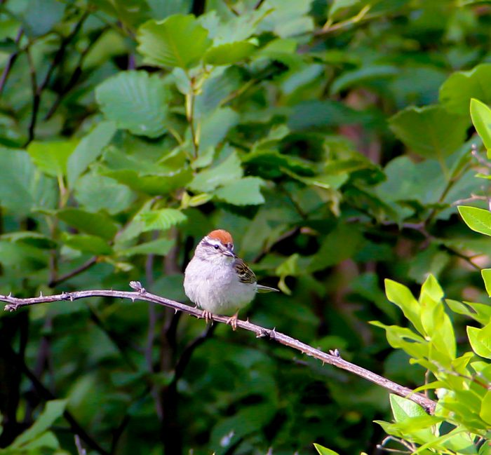 Chipping Sparrow Spizella Passerina During The Summer