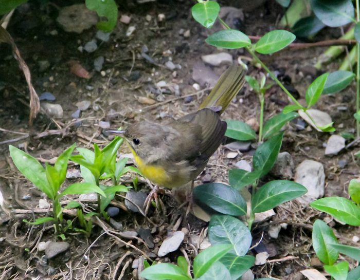 A Female Common Yellowthroat Warber Geothlypis Trichas