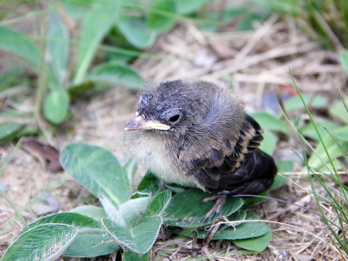 An Eastern Phoebe Fledgling Sayornis Phoebe In The Grass