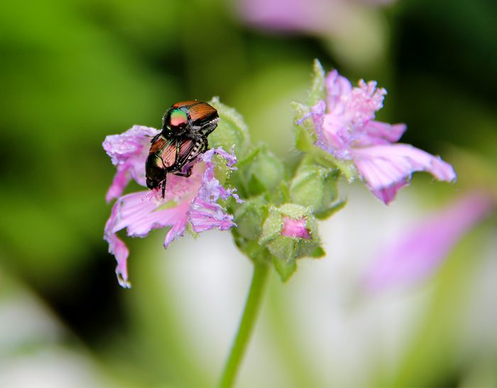 Japanese Beetles Popillia Japonica. In The Flower Garden In Maine