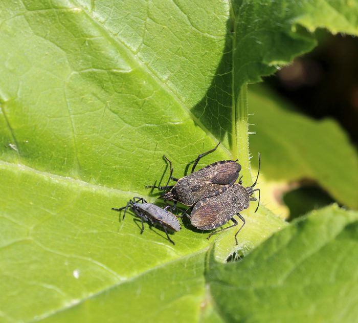 Adults And Nymph Squash Bugs Anasa Tristis