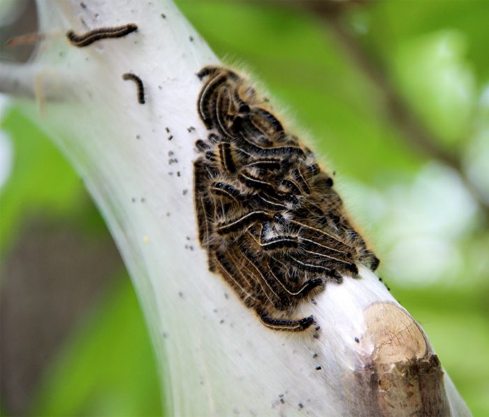 Eastern Tent Caterpillars Malacosoma Americanum On A Birch Tree  Betula