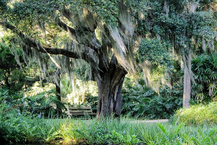 A Bench Under An Oak Tree In Washington Oaks Gardens State Park In Florida