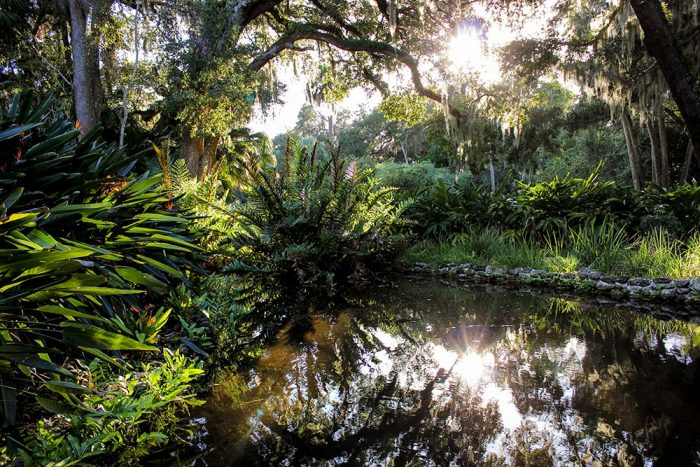 Reflection Of The Sun In The Pond In Washington Oaks Gardens State park In Florida