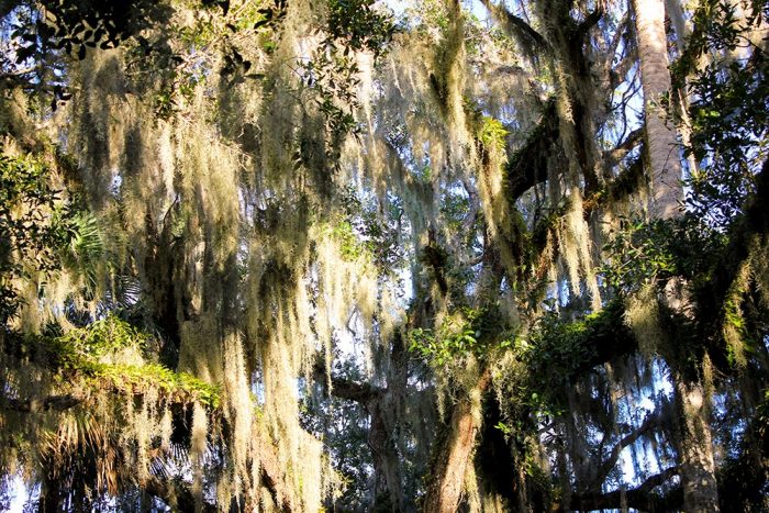 Spanish Moss Hanging In The Oak Trees In Washington Oaks Gardens State Park In Florida