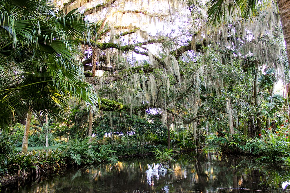 Spanish Moss Hanging Over A Pond At The Washington Oaks Gardens State Park In Florida