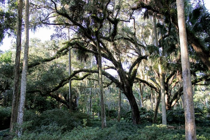 The Trees Of Washington Oaks Gardens State Park In Florida