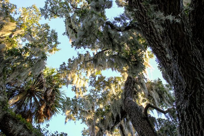 An Upward View Of Spanish Moss In Washington Oaks Gardens State Park In Florida