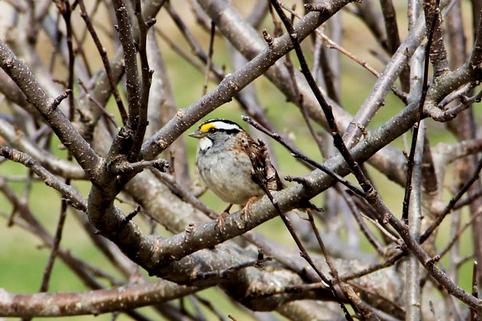 White Throated Sparrow Zonotrichia Albicollis Perched In An Apple Tree